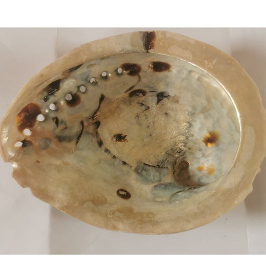Abalone shell 1